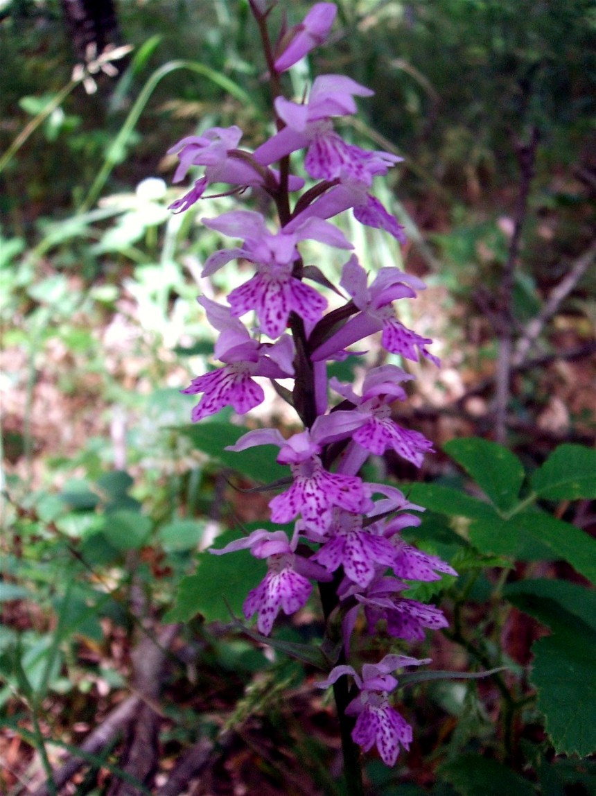 aita! orchide palmata?? Dactylorhiza fuchsii